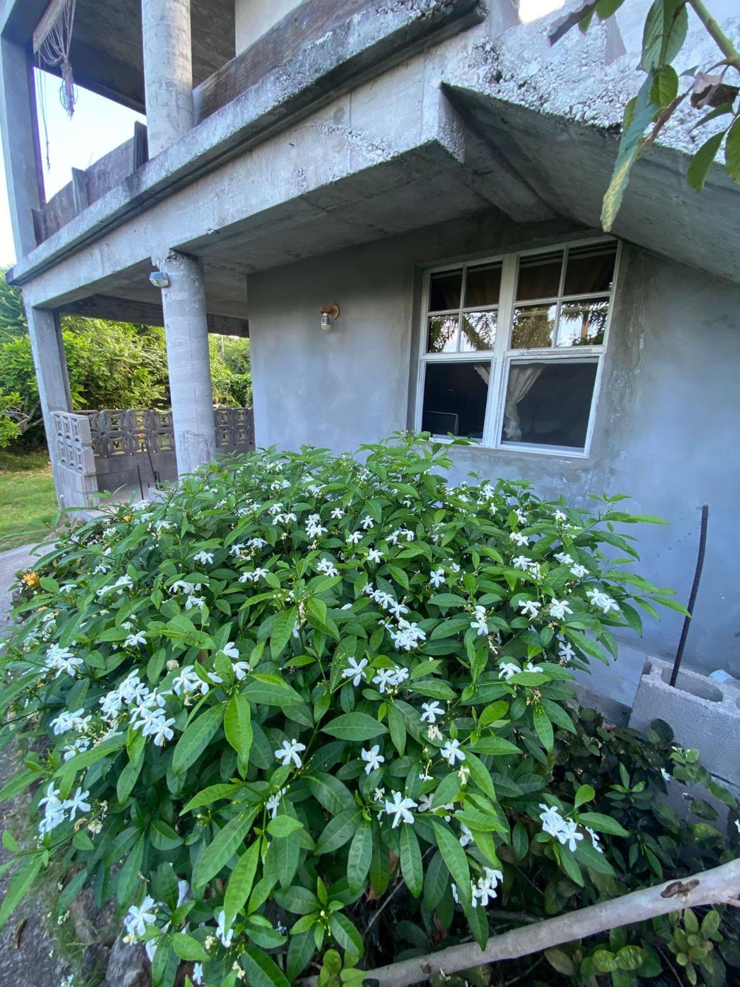 Appartement Coconut House Charlestown Nevis Extérieur photo